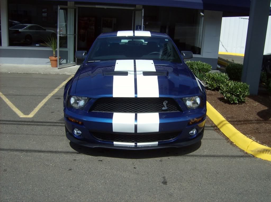Ford Mustang Gt500 Cobra. 2007 Ford Mustang Shelby GT500