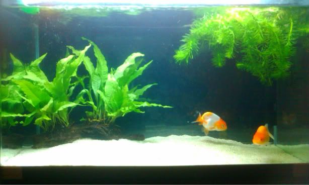 planted goldfish tank. Re: Goldfish and Planted Tank