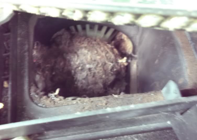 nest filter cabin rat rats postmortem escape ones did which