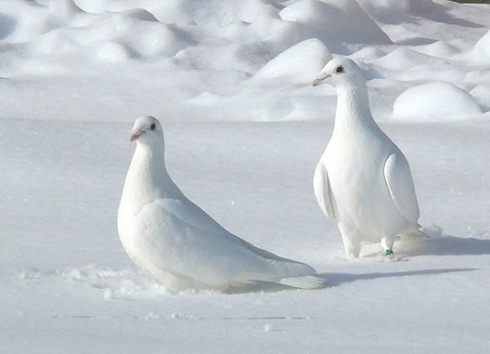 Международный день птиц!!!!!! White-beauty-02