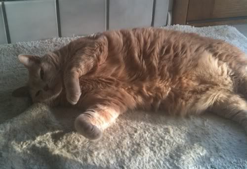 Cornelius