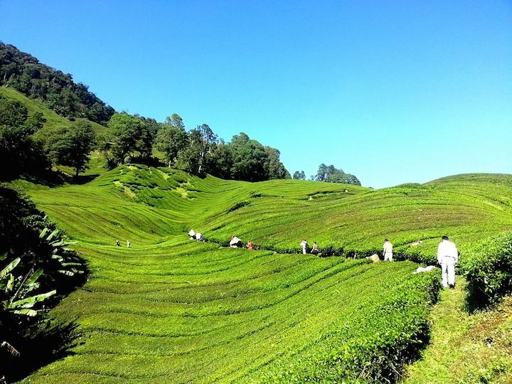  photo Cameron Highland_zpsocfakpel.jpg