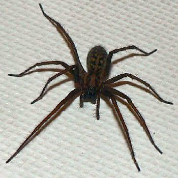 giant-house-spider.jpg