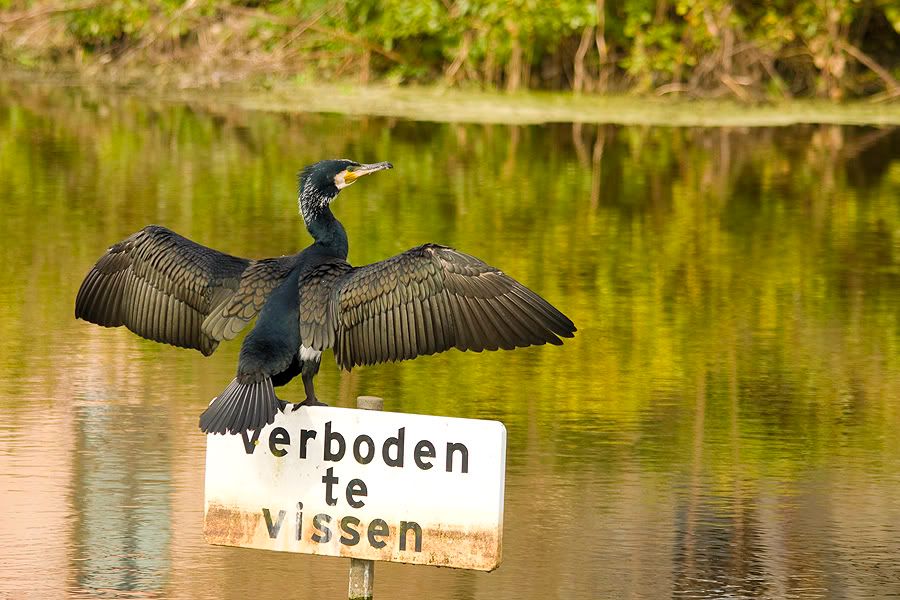 Fotografie