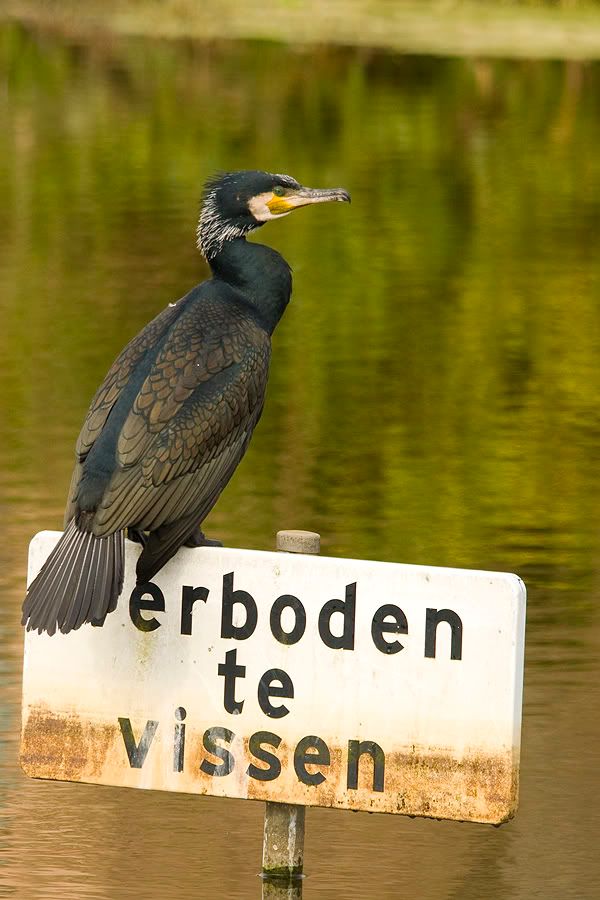 Fotografie