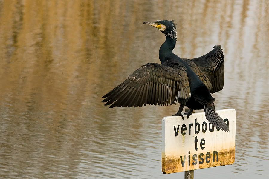 Fotografie