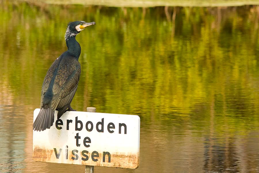Fotografie