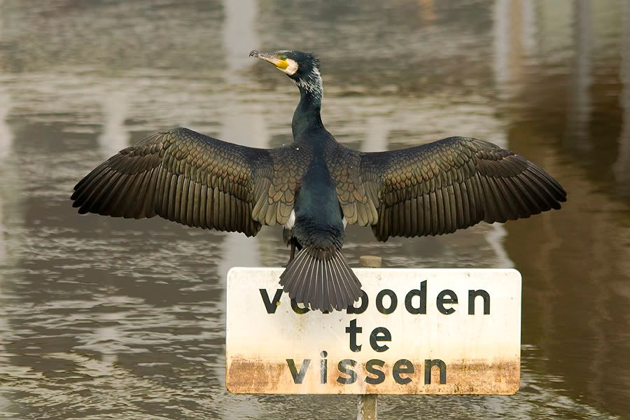 Fotografie