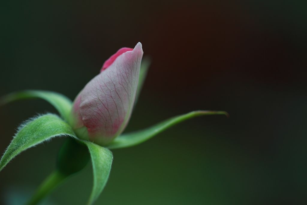 IMAGE: http://i902.photobucket.com/albums/ac228/vincent2010sg/APAW%20AF%20AM/IMG_0899-c_zpsd80ffd02.jpg