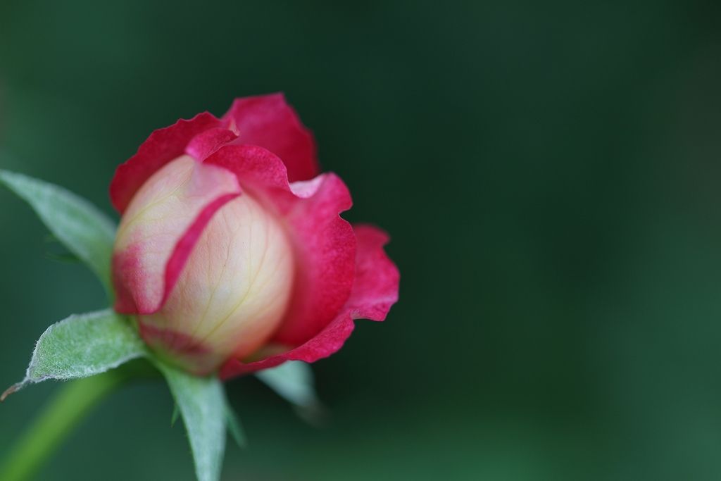 IMAGE: http://i902.photobucket.com/albums/ac228/vincent2010sg/APAW%20AF%20AM/IMG_1764-c_zps13b4489a.jpg