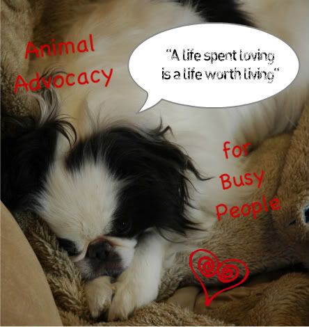 Animal Advocacy for Busy People