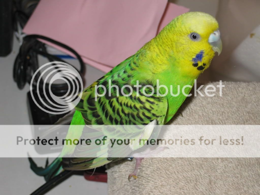 Mutation IDs? LOTS of baby pics! | Avian Avenue Parrot Forum