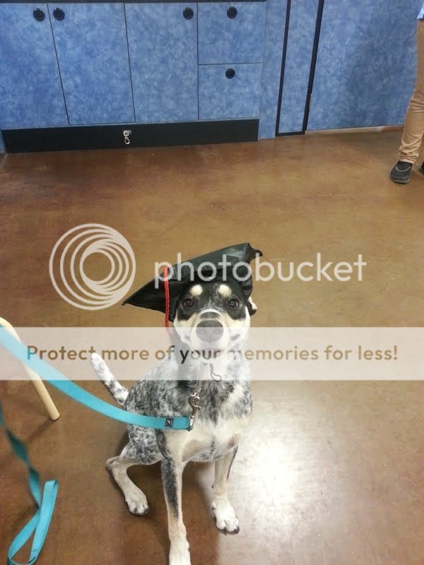 photo raven_zpsef0b029b.jpg