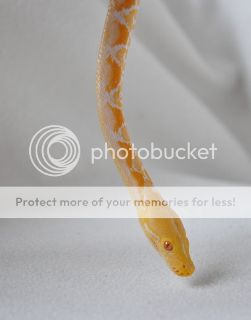 Retic Pics! | Reptile Forums